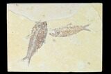Pair of Fossil Fish (Knightia) - Green River Formation - Wyoming #150364-1